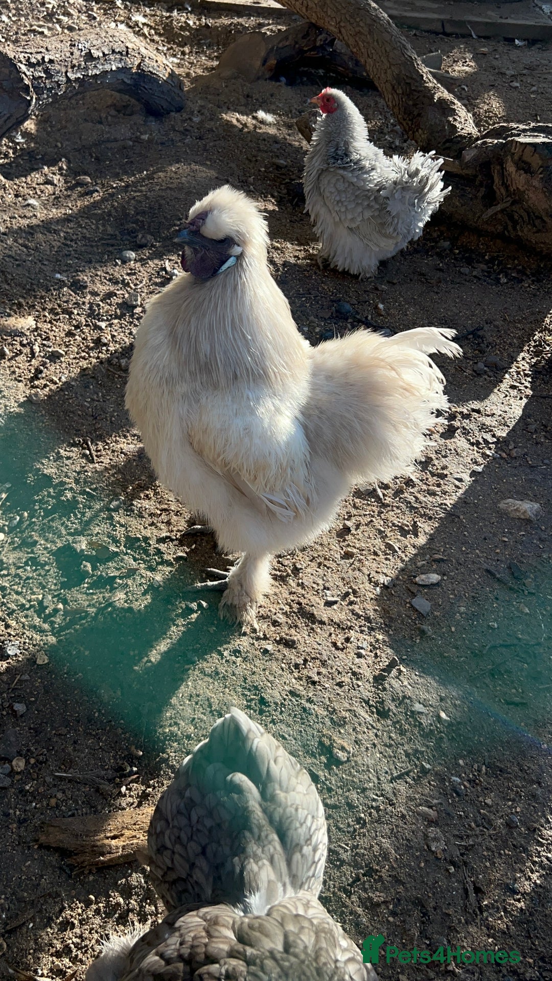 Chickens poultry for sale: White Silkie Cockerel - FTGH - Advert 1