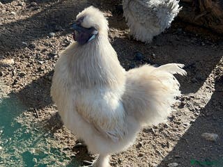 Chickens poultry White Silkie Cockerel - FTGH - Advert 2