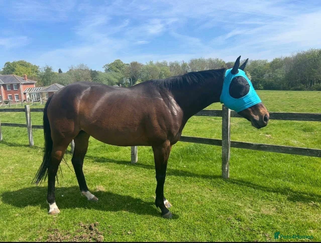 English Thoroughbred horses Milabella 16hh  - Advert 1