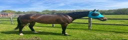 English Thoroughbred horses for sale: Milabella 16hh  - Advert 1