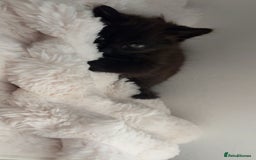 Mixed Breed cats for sale: Kitten long hair  - Image 3
