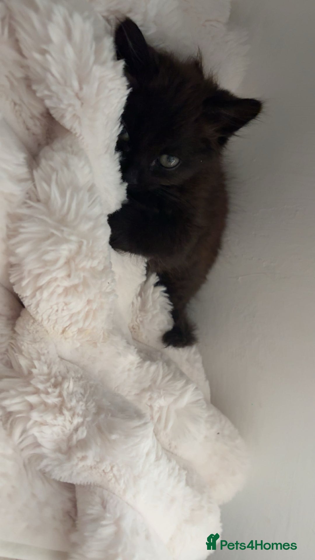 Mixed Breed cats for sale: Kitten long hair  - Image 3