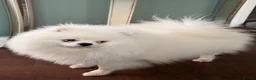 Pomeranian dogs for sale: I am selling my Pomeranian fully KC registered  - Advert 4