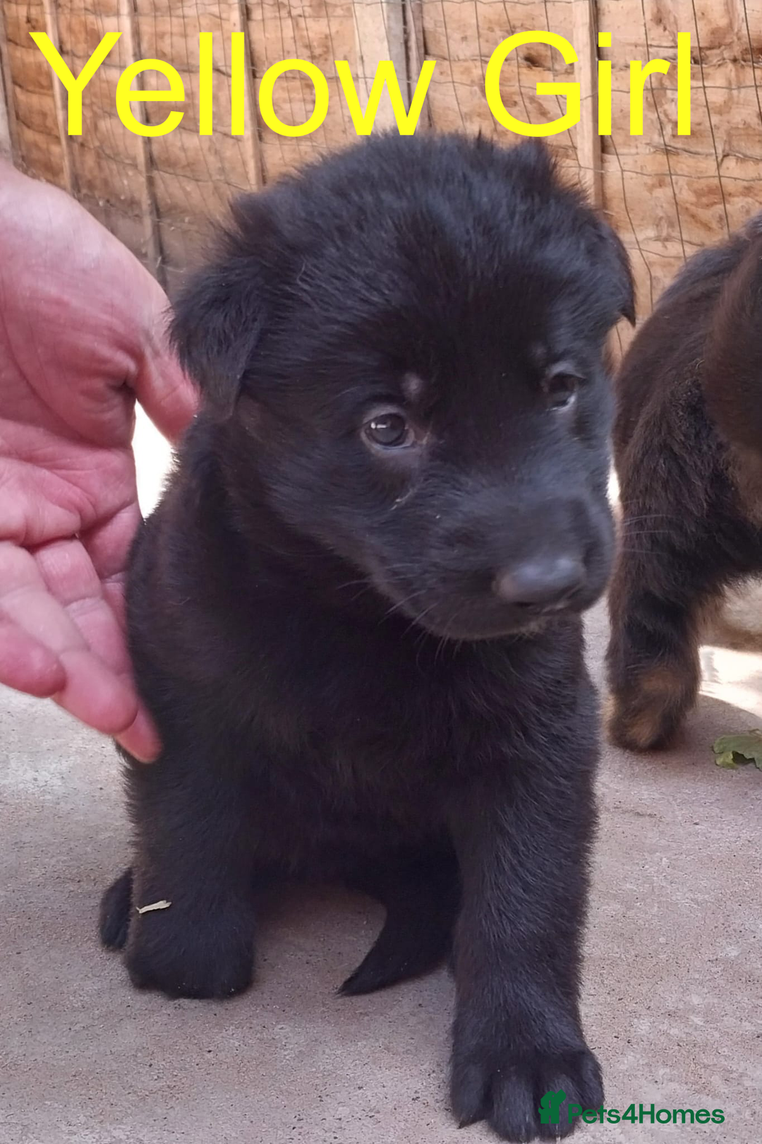 German Shepherd dogs for sale: Beautiful Chunky German Shepherd Puppies - Image 10