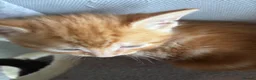 Mixed Breed cats for sale: Adorable kittens - Advert 14