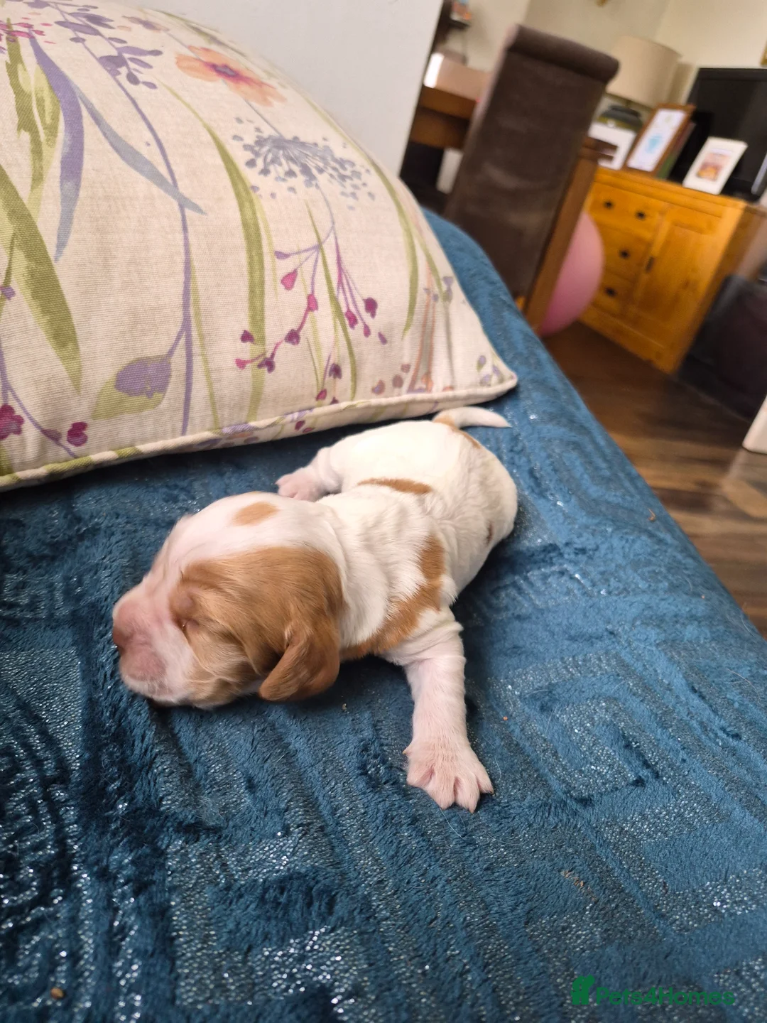 Cocker Spaniel dogs for sale: Show Cocker Spaniel - Advert 39