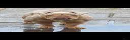 English Bulldog dogs for sale: Female British bulldog for sale  in Swansea - Advert 2