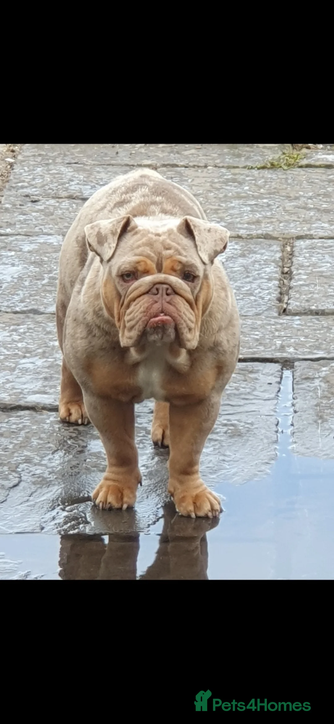 English Bulldog dogs for sale: Female British bulldog for sale  in Swansea - Advert 2