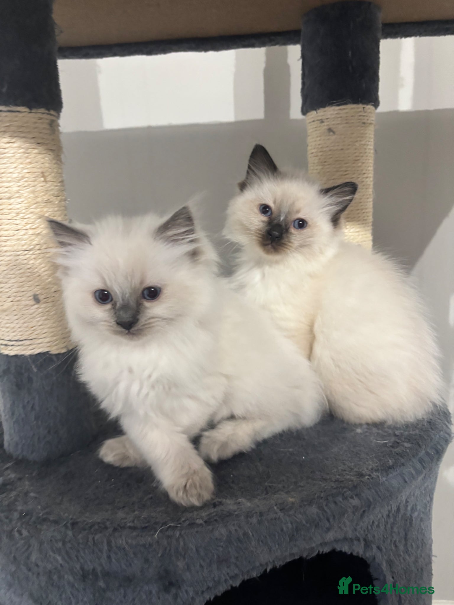 Ragdoll cats for sale: Ragdoll kittens - 1 x seal point female left  - Advert 2