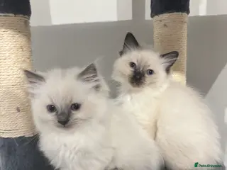 Ragdoll cats for sale: Ragdoll kittens - 1 x seal point female left - Advert 2