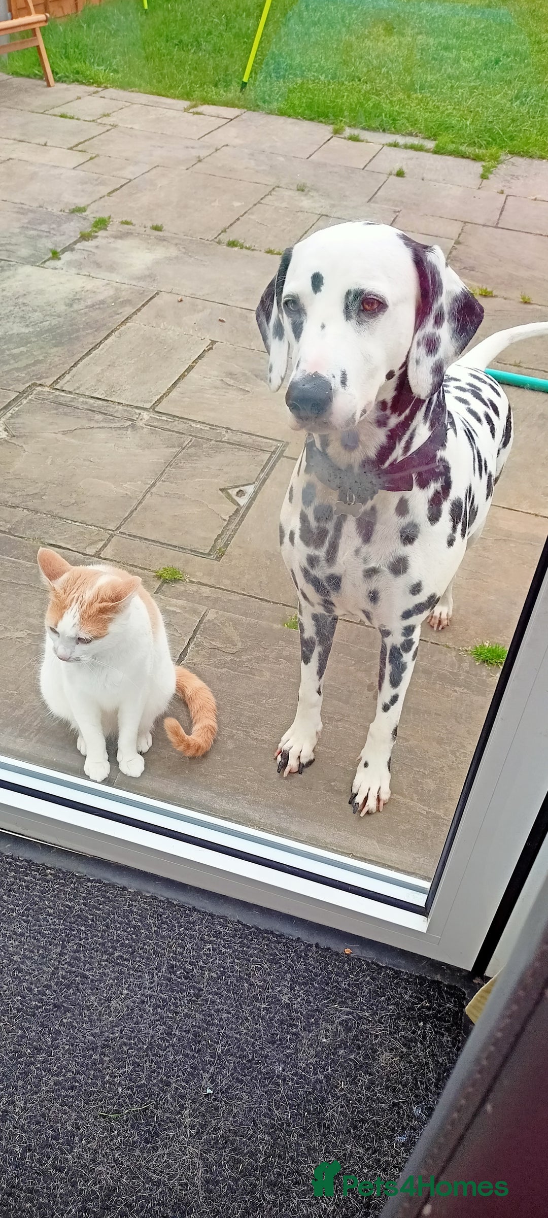 Dalmatian dogs for sale: Dalmatian puppies for sale - Advert 16