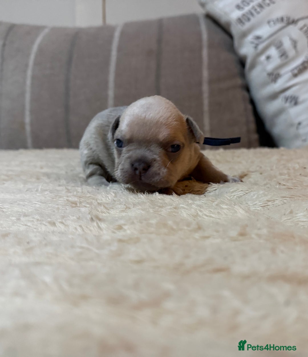 French Bulldog dogs for sale: French bulldog puppies - Advert 30