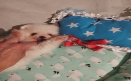 Pomeranian dogs for sale: 💝💝💝High-quality little boys💝💝💝 - Image 18