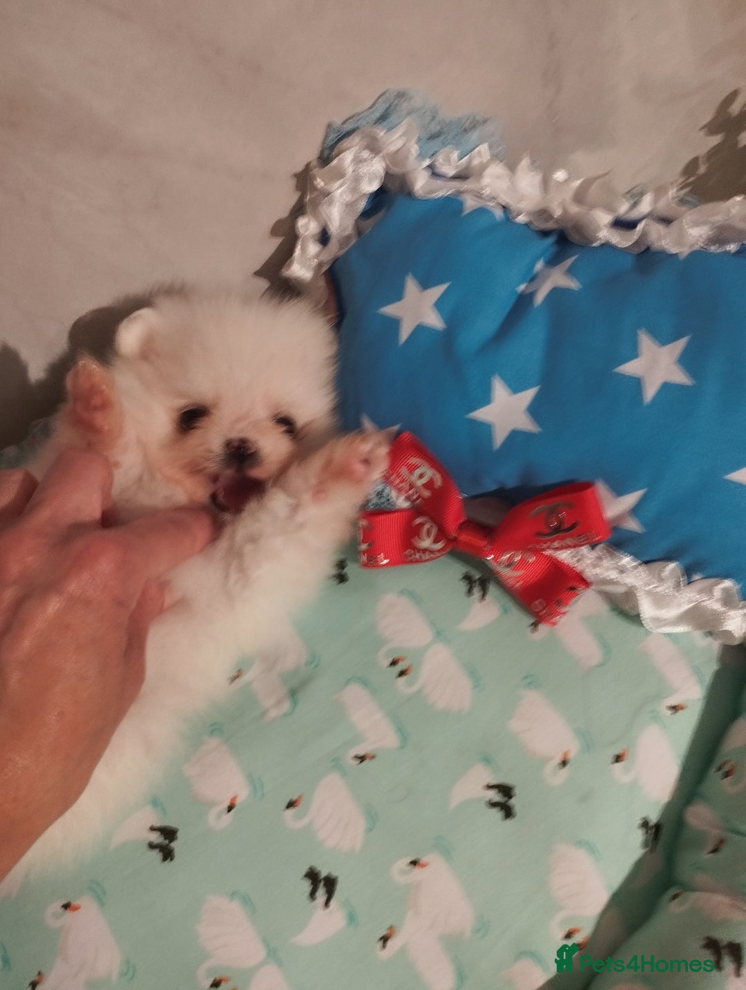 Pomeranian dogs for sale: 💝💝💝High-quality little boys💝💝💝 - Image 18