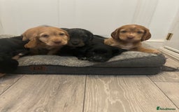 Cocker Spaniel dogs for sale: Chunky playful full Pedigree show type kc parents - Image 4