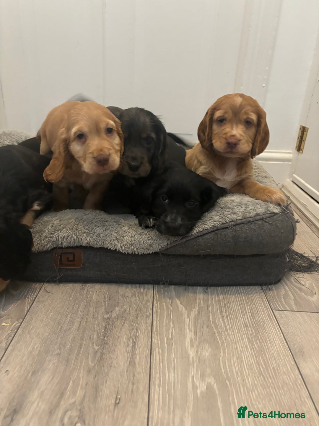 Cocker Spaniel dogs for sale: Chunky playful full Pedigree show type kc parents - Image 4