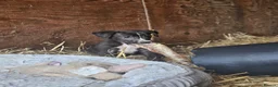Mixed Breed dogs for sale: Stunning Kelpie lurchers  - Advert 17
