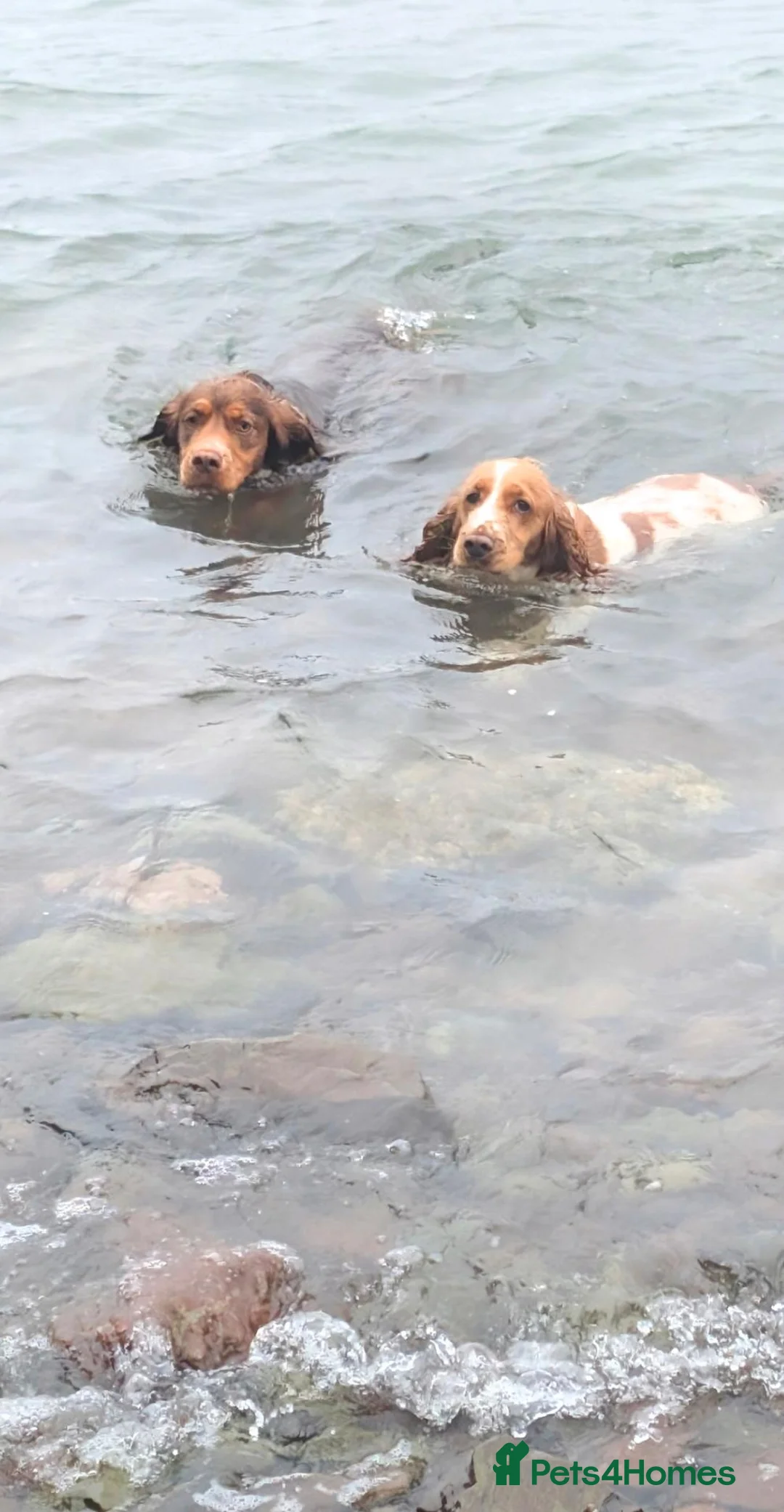 Cocker Spaniel dogs for stud: 🐾 WORKING COCKER SPANIEL – STUD  - Advert 11