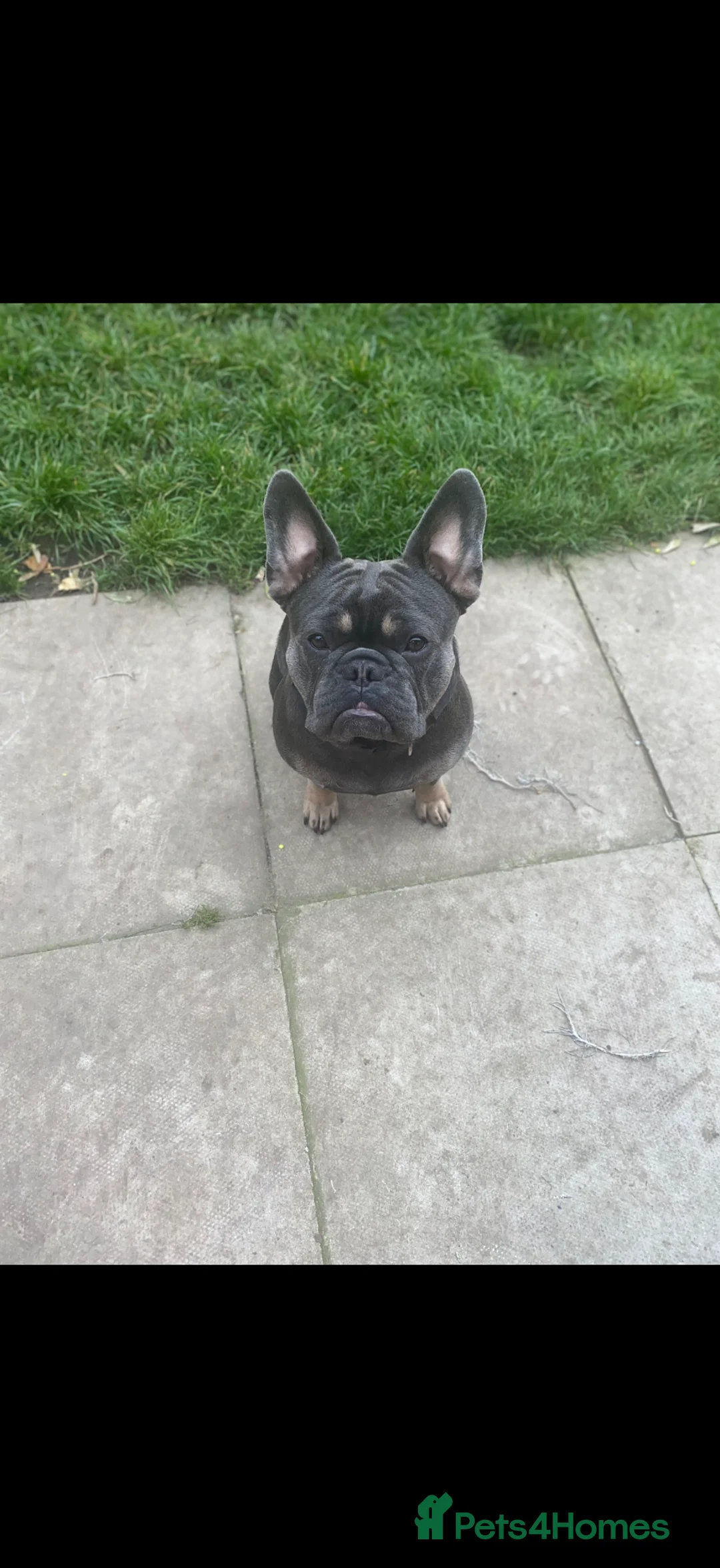 French Bulldog dogs for sale: King the frenchy  - Advert 3