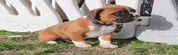 Boxer dogs for sale: Outstanding Boxer Puppies 1 Boy & 3 Girls  in Crawley - Advert 3