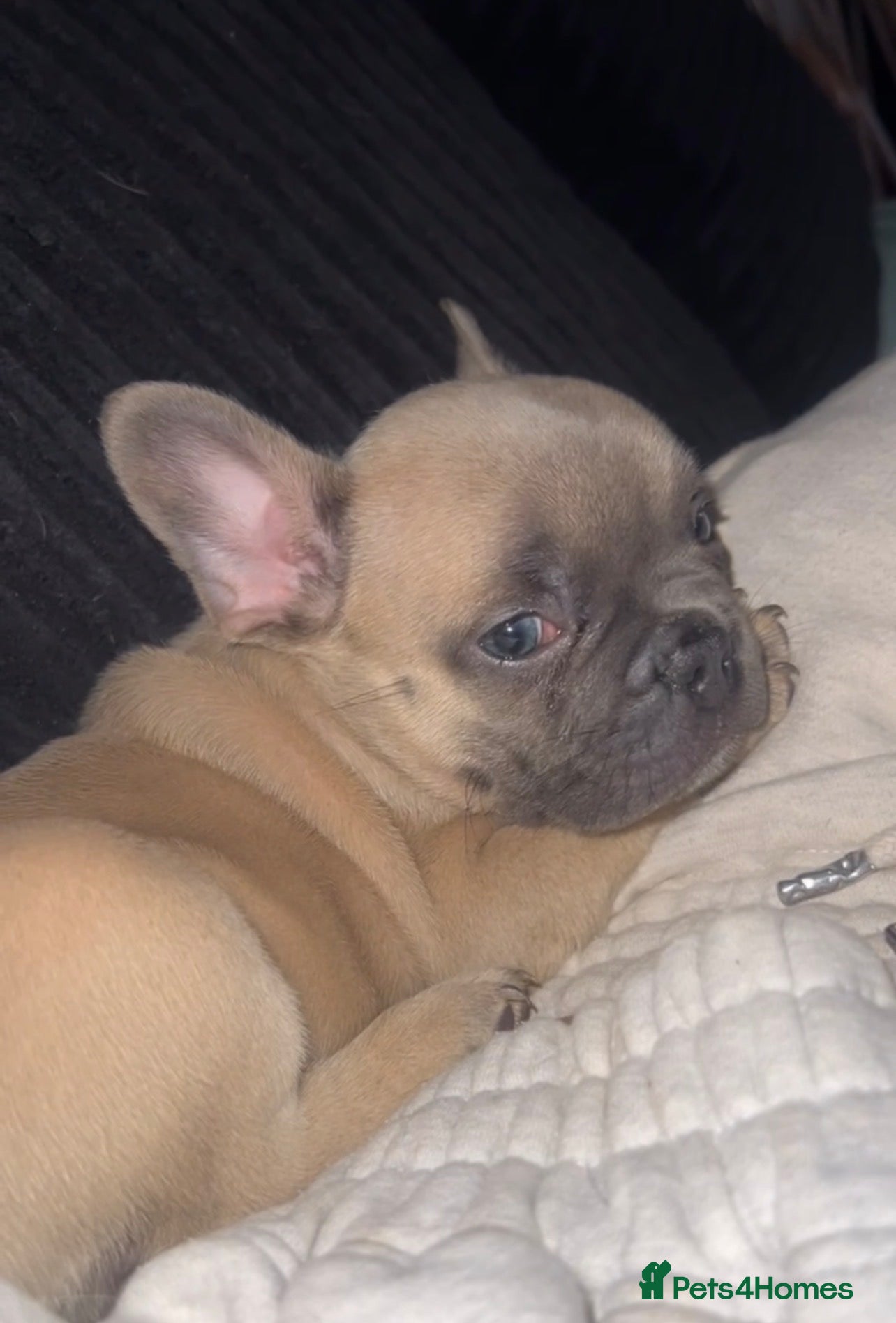 French Bulldog dogs French bulldog puppies for sale - Advert 11