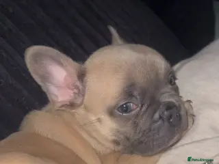 French Bulldog dogs French bulldog puppies for sale - Advert 11