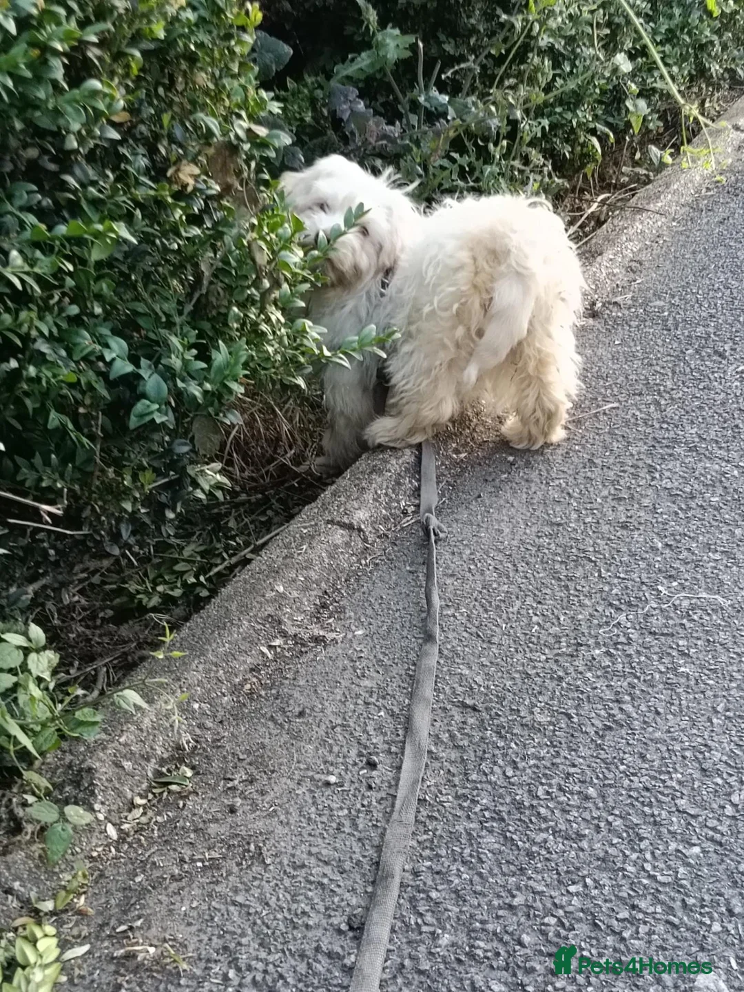 Maltipoo dogs for sale: Maltipoo to be re-homed FREE in Wokingham - Advert 2