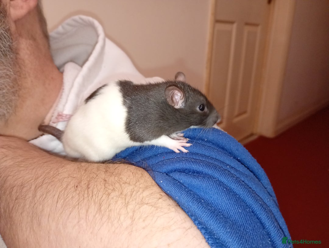 Rat rodents for sale: Adorable baby rats beautiful tamed boys - Image 10