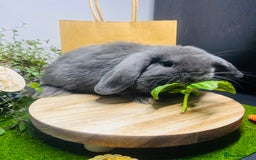 Mini Lop rabbits for sale: Beautiful pure bred Mini Lops  - Image 11