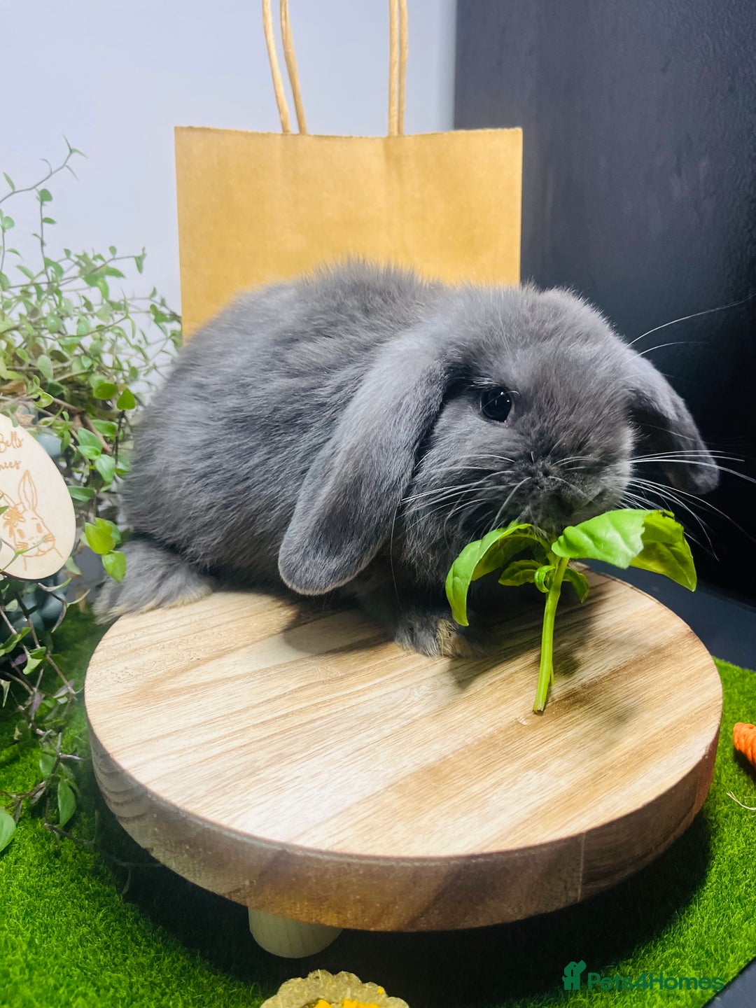 Mini Lop rabbits for sale: Beautiful pure bred Mini Lops  - Image 11