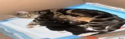 Mixed Breed cats for sale:  Kittens Looking for Loving Homes  - Advert 7