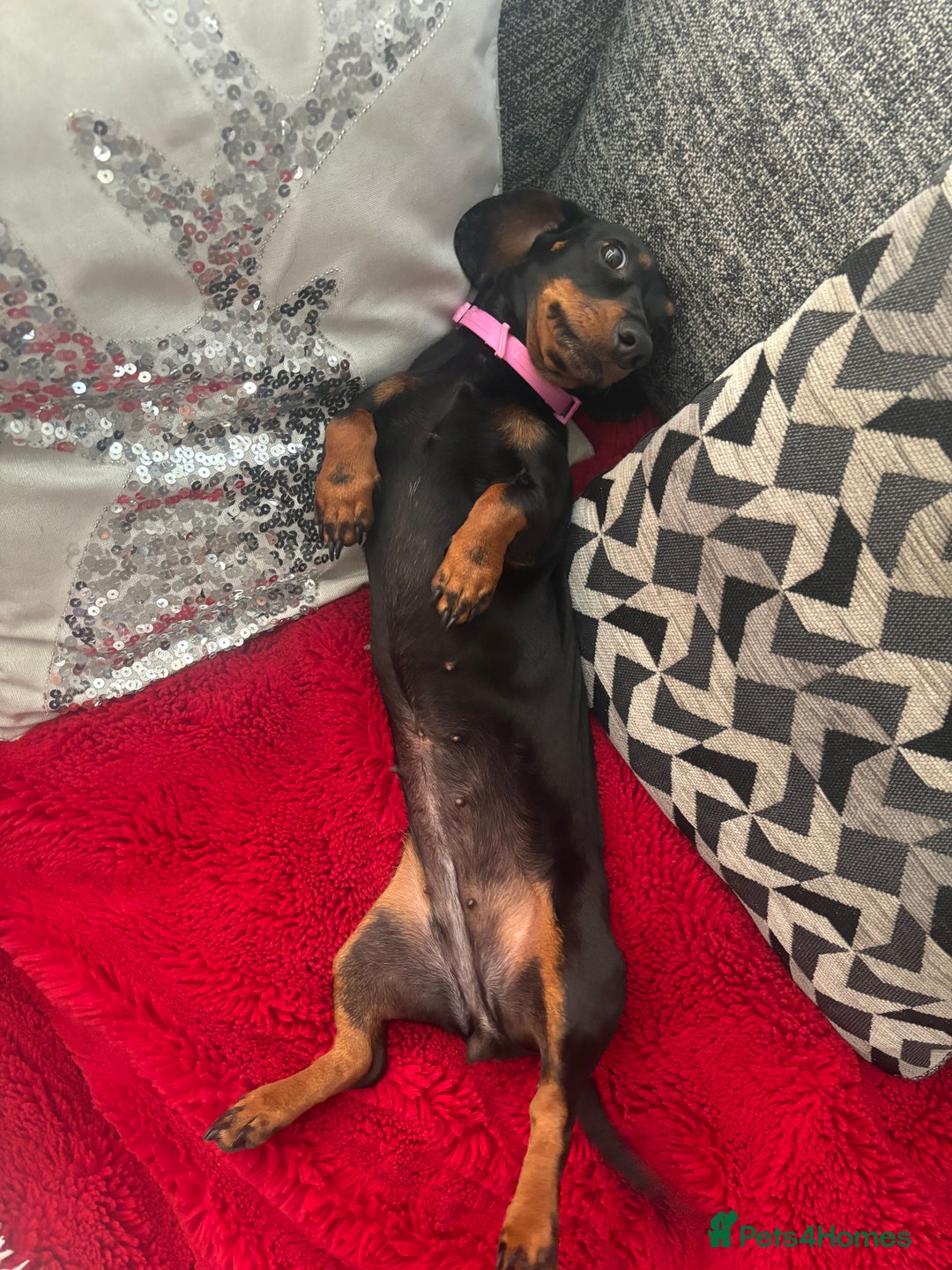 Miniature Dachshund dogs for sale: In need of rehoming I’m spooky - Advert 6