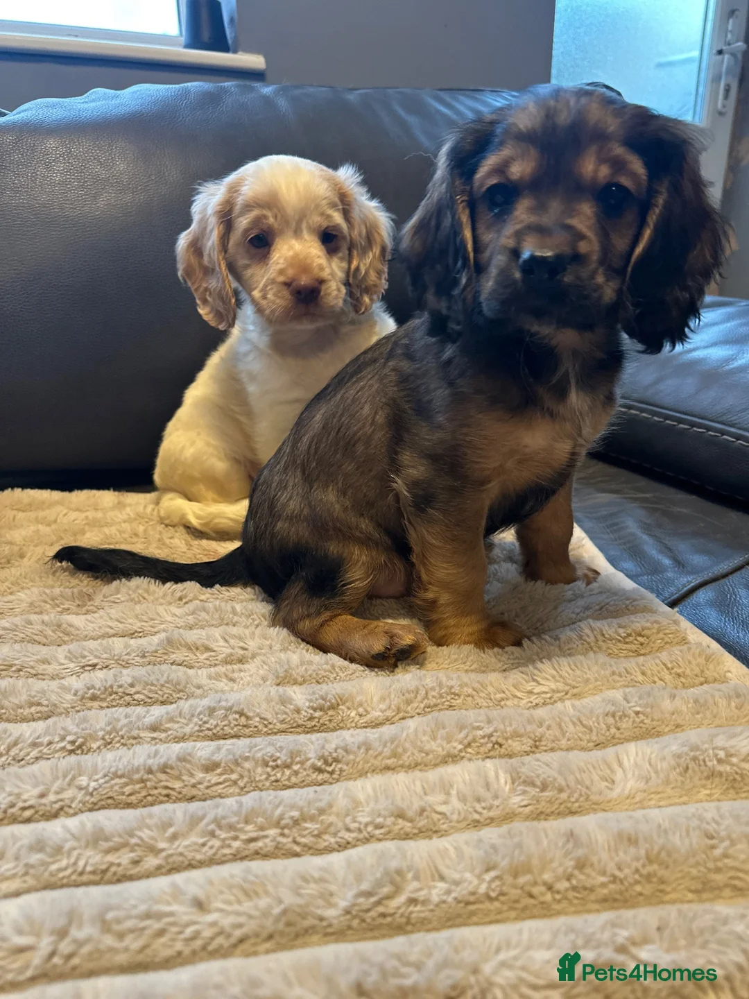 Cockalier dogs for sale: Stunning Cockalier’s  - Advert 15