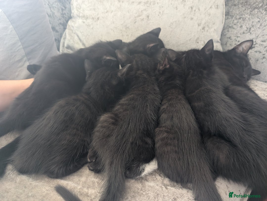 Mixed Breed cats for sale: Stunning black and ghost/black tabby kittens - Image 6