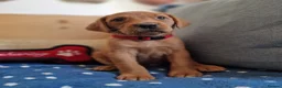Springador dogs for sale: Wonderful Springador Puppies  - Advert 7