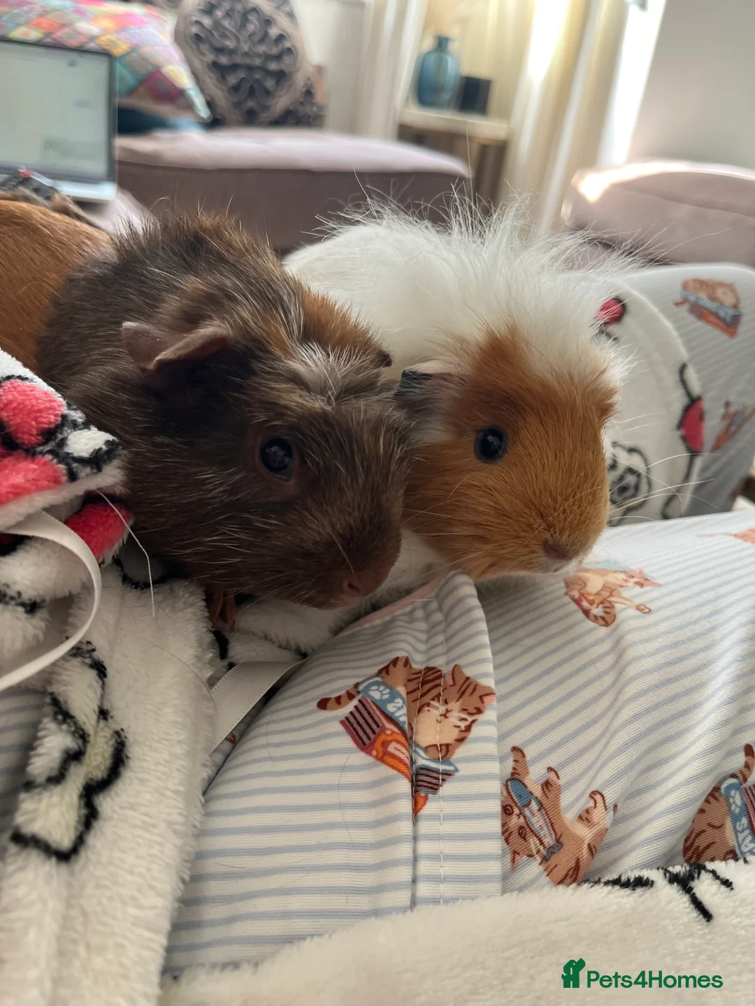 Guinea Pig rodents for sale: 2 Lovely guinea pigs  - Advert 1