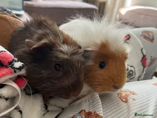 Guinea Pig rodents 2 Lovely guinea pigs - Advert 9