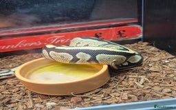 Python Snake reptiles for sale: 1 year old ball python with full setup - Image 3