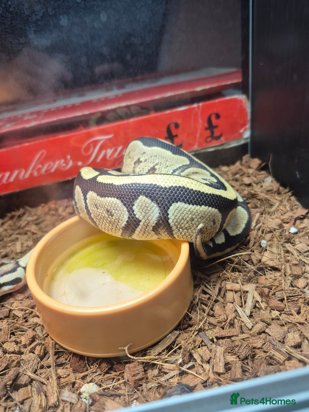 Python Snake reptiles for sale: 1 year old ball python with full setup - Image 3