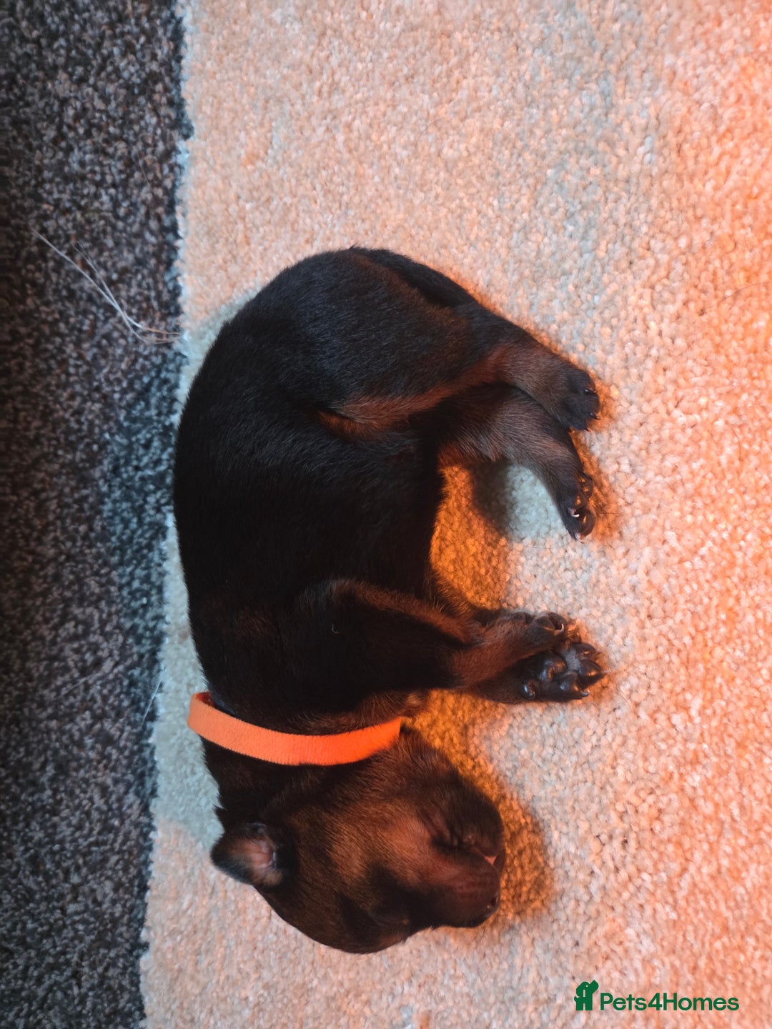 Rottweiler dogs for sale: Indie & dozer pups  - Advert 24