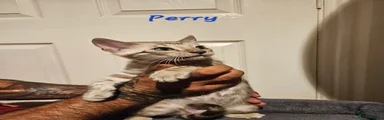 Perry