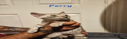 Bengal cats for sale: TICA registered bengal kittens - Advert 11