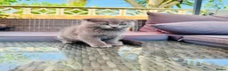 Scottish Fold cats for sale: ✨ Kittens Looking for Forever Homes ✨ - Advert 38