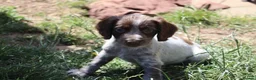 Cocker Spaniel dogs for sale: Working cockers  - Advert 20