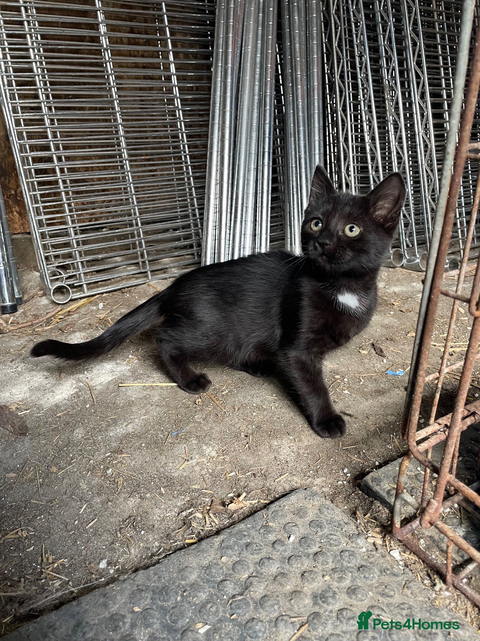 Mixed Breed cats Lovely girl looking for new home  - Advert 1