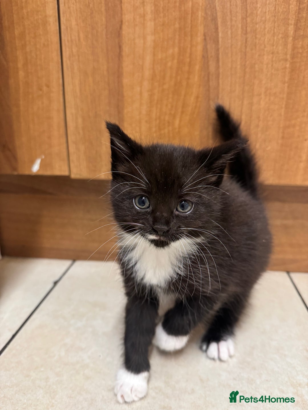 Mixed Breed cats for sale: Kittens  - Advert 2