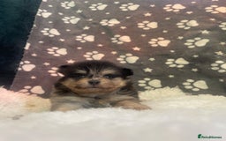 Pomeranian dogs for sale: Stunning litter merl Pomeranian - Image 9