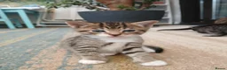 Mixed Breed cats for sale: Mixed breed Kittens for sale  - Advert 6