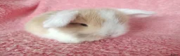 Mini Lop rabbits for sale: Baby mini lops for sale  - Advert 4