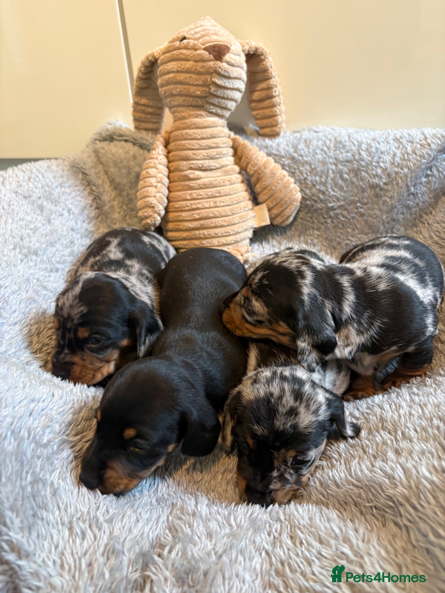 Miniature Dachshund dogs Stunning miniature dachshund puppies♥️ - Advert 1